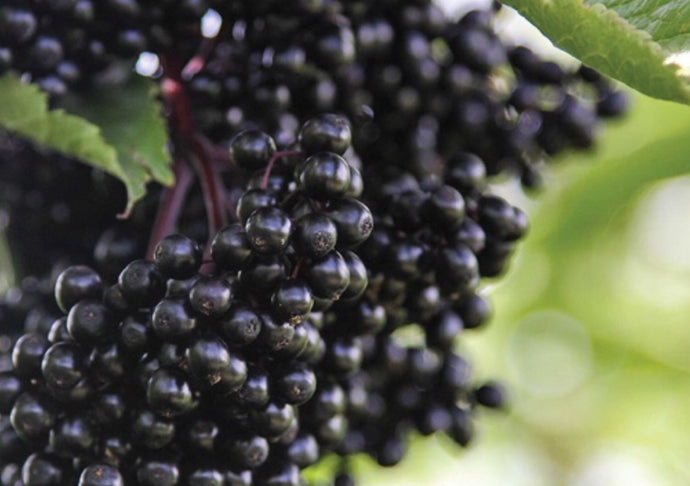 How does elderberry boost our immune system?